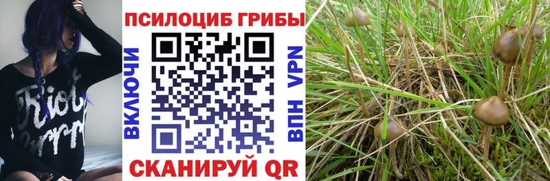KRAKEN ссылки  как найти наркотики  Заринск  Галлюциногенные грибы Cubensis 